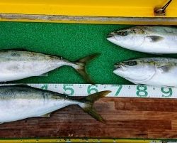 火遠理丸(ほおりまる) 釣果