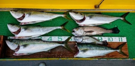 火遠理丸(ほおりまる) 釣果