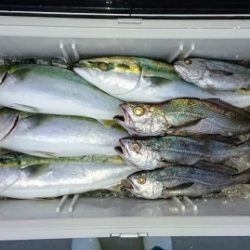 火遠理丸(ほおりまる) 釣果