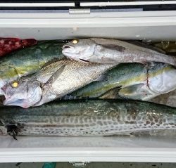 火遠理丸(ほおりまる) 釣果