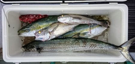 火遠理丸(ほおりまる) 釣果