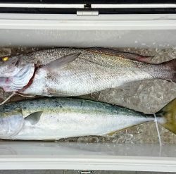 火遠理丸(ほおりまる) 釣果