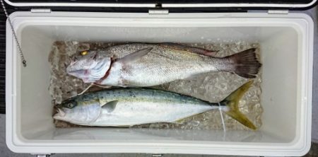 火遠理丸(ほおりまる) 釣果