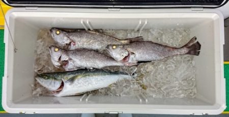 火遠理丸(ほおりまる) 釣果