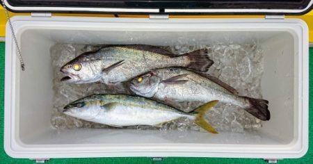 火遠理丸(ほおりまる) 釣果