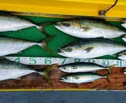 火遠理丸(ほおりまる) 釣果