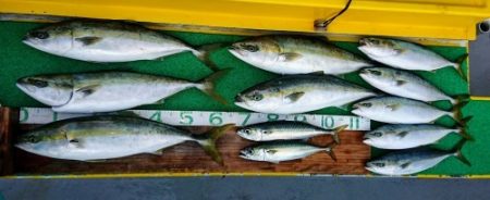 火遠理丸（ほおりまる） 釣果