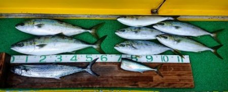 火遠理丸(ほおりまる) 釣果