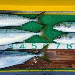 火遠理丸(ほおりまる) 釣果