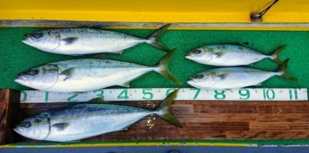 火遠理丸(ほおりまる) 釣果