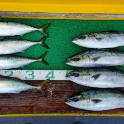 火遠理丸(ほおりまる) 釣果