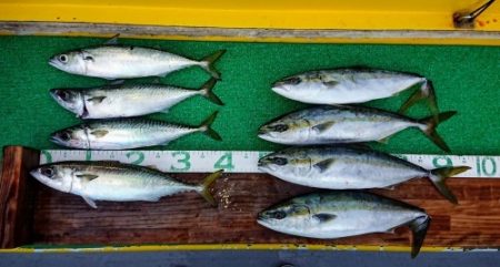 火遠理丸(ほおりまる) 釣果