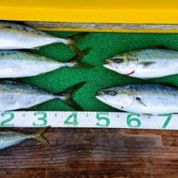 火遠理丸(ほおりまる) 釣果