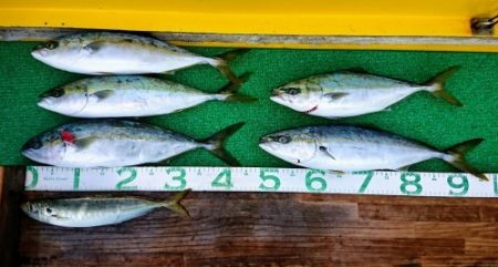 火遠理丸(ほおりまる) 釣果