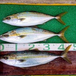 火遠理丸(ほおりまる) 釣果