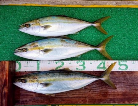 火遠理丸(ほおりまる) 釣果