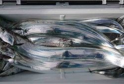 久里浜黒川本家 釣果