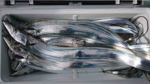 久里浜黒川本家 釣果