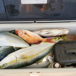 遊漁船　ニライカナイ 釣果