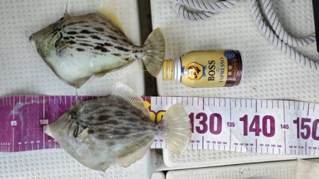 遊漁船　ニライカナイ 釣果
