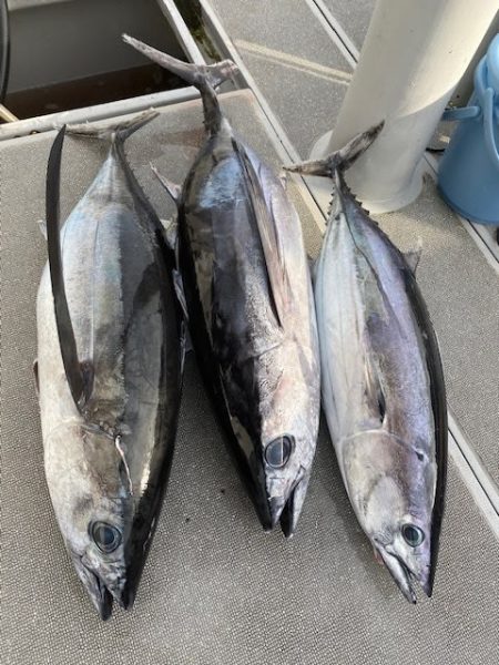 へいみつ丸 釣果