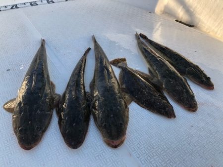 Magic（マジック） 釣果