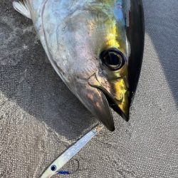 へいみつ丸 釣果