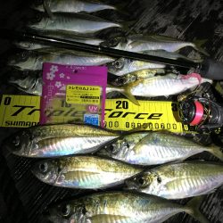 良型アジ連続ヒット！【がまかつ LUXXE宵姫　インプレッション】