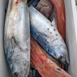 遊漁船 新鋭丸 釣果