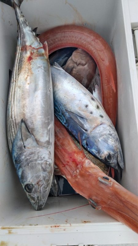 遊漁船 新鋭丸 釣果