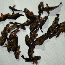 TOPGUN名古屋 釣果