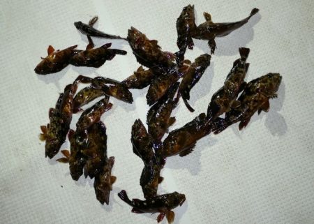 TOPGUN名古屋 釣果