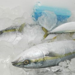 こうゆう丸 釣果