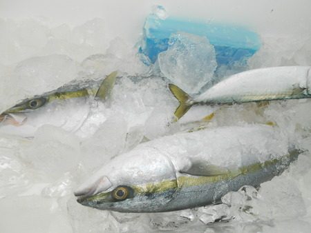 こうゆう丸 釣果