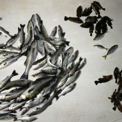 TOPGUN名古屋 釣果