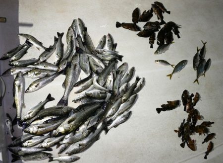 TOPGUN名古屋 釣果