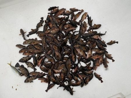 TOPGUN名古屋 釣果