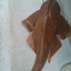 第五慶門丸 釣果