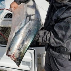 遊漁船 ニライカナイ 釣果