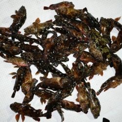 TOPGUN名古屋 釣果