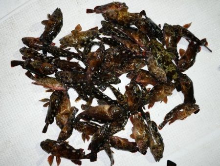 TOPGUN名古屋 釣果