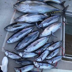 へいみつ丸 釣果