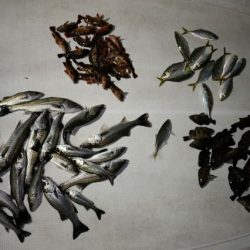 TOPGUN名古屋 釣果