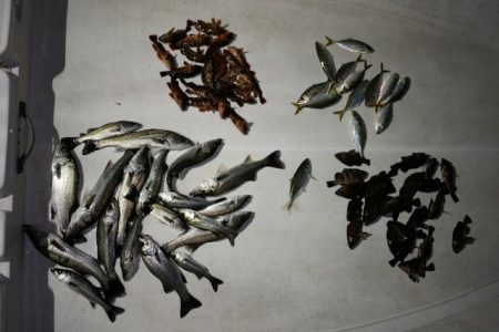 TOPGUN名古屋 釣果