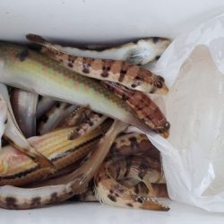 遊漁船　ニライカナイ 釣果