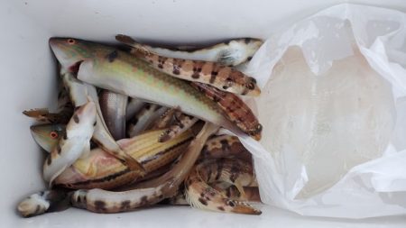 遊漁船　ニライカナイ 釣果