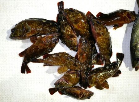 TOPGUN名古屋 釣果