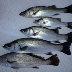 TOPGUN名古屋 釣果