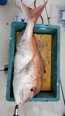 遊漁船　ニライカナイ 釣果