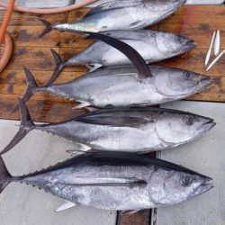 小海途 釣果